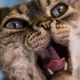 Illustration for article titled Stop Trying to Make Your Own Cat Food